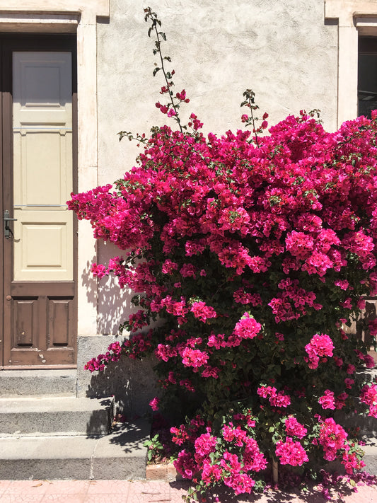 a beautiful view of a Sicilian house in a little village with flowers by the sea